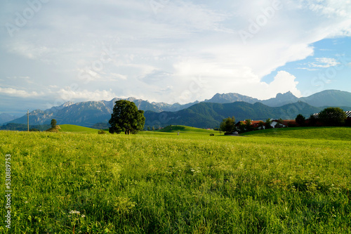 scenic, sunlit, lush green alpine meadows of the Allgaeu region in Bavaria with the Alps in the background © Julia