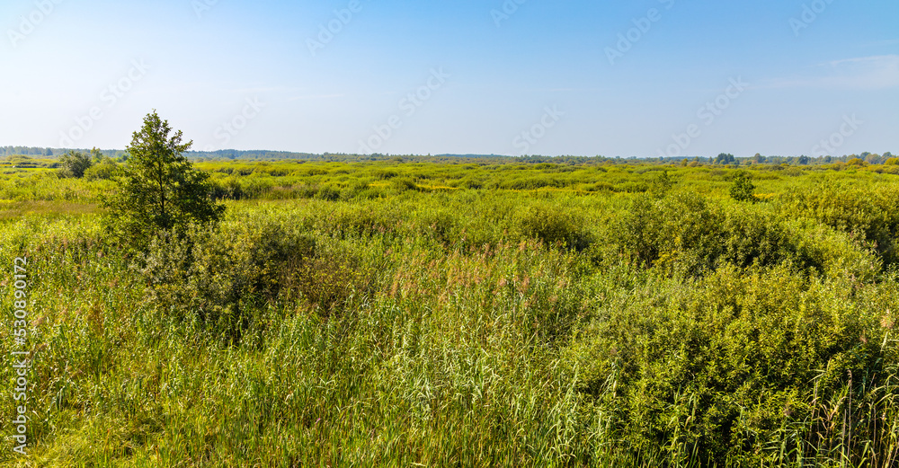 Fototapeta premium Panoramic view of dense wetland vegetation of Bagno Calowanie Swamp wildlife reserve in Podblel village south of Warsaw in Mazovia region of Poland