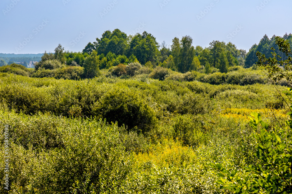 Panoramic view of dense wetland vegetation of Bagno Calowanie Swamp wildlife reserve in Podblel village south of Warsaw in Mazovia region of Poland