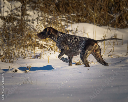 dog in snow