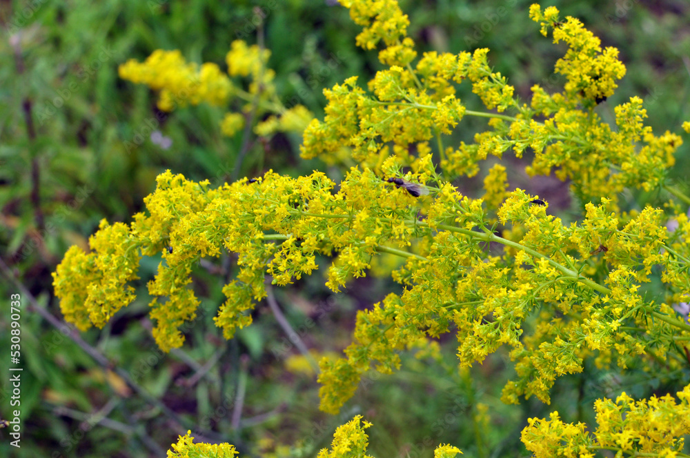 Galium verum grows in nature Galium verum grows in nature