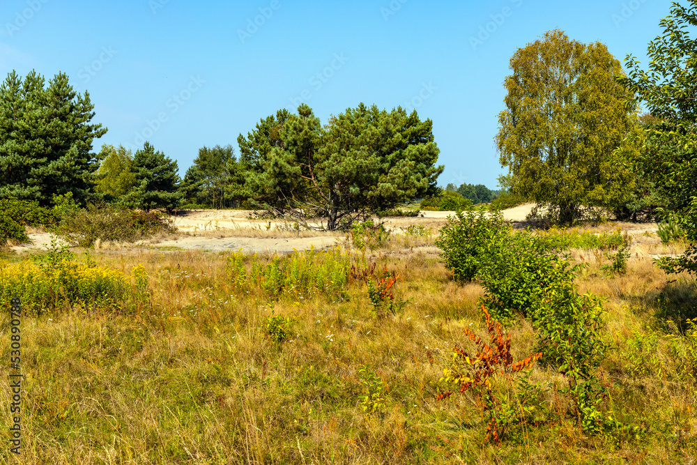 Sand dune Wydma Pekatka with scarce vegetation overlooking Bagno Calowanie Swamp wildlife reserve in Podblel village south of Warsaw in Mazovia region of Poland - obrazy, fototapety, plakaty 