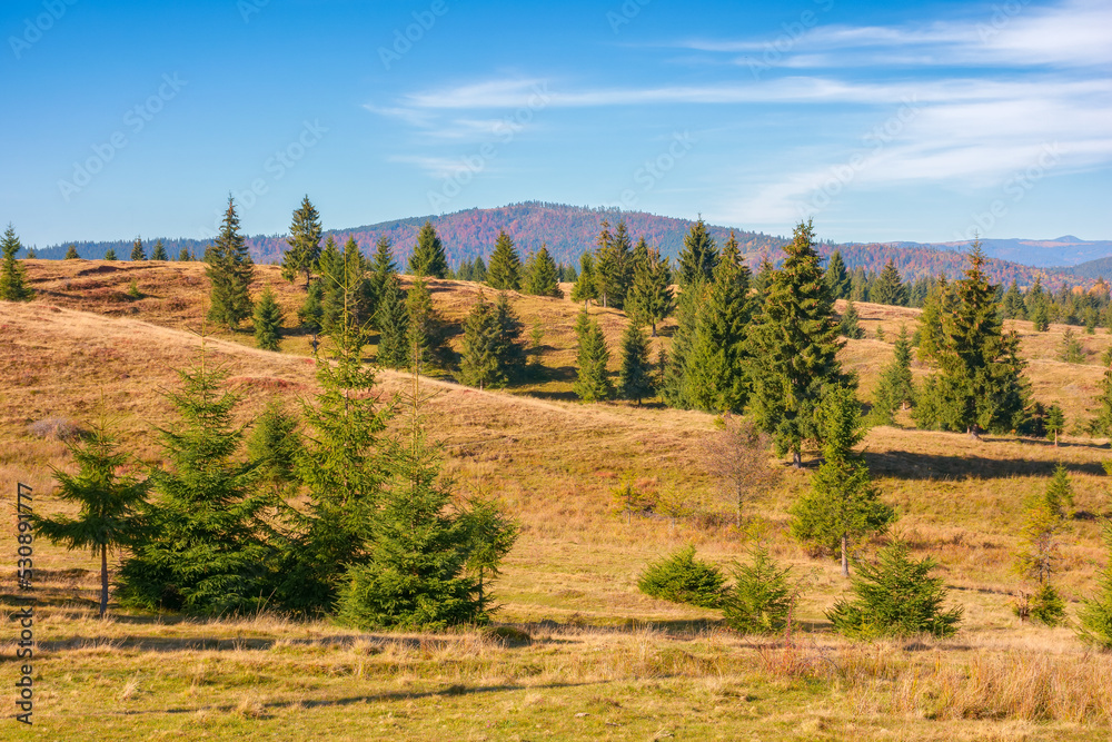 coniferous forest of apuseni national park. grassy hills in morning light. mountain ridge in the distance. autumn vacations in cluj country of romania