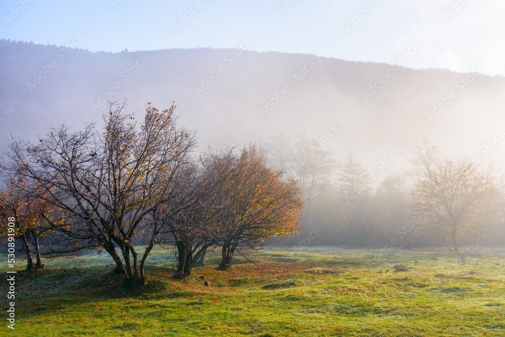 mountainous countryside on a foggy morning. beautiful autumn nature scenery at sunrise. row of deciduous trees behind the grassy meadow in mist. majestic sunny weather in fall season mountainous countryside on a foggy morning. beautiful autumn nature scenery at sunrise. row of deciduous trees behind the grassy meadow in mist. majestic sunny weather in fall season