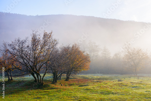 mountainous countryside on a foggy morning. beautiful autumn nature scenery at sunrise. row of deciduous trees behind the grassy meadow in mist. majestic sunny weather in fall season