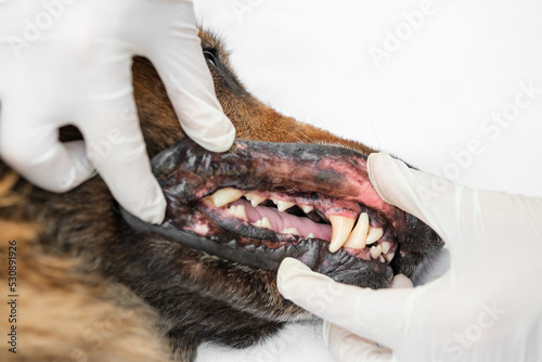 Veterinary doctor in medical gloves checking old German Shepherd dog's teeth. Close up.