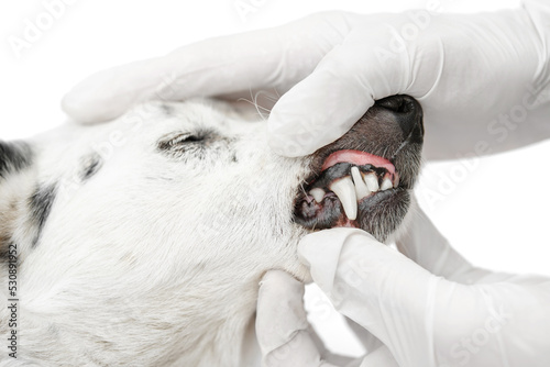 Close up profile shot of a small black and white dog showing teeth to a veterinarian in white surgical gloves.