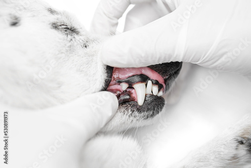 Close up profile shot of a small black and white dog showing teeth to a veterinarian in white surgical gloves.