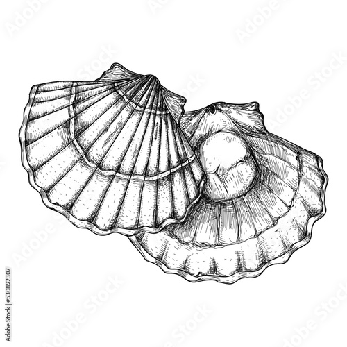 Scallop shell hand drawn icon. Natural fresh seafood sketch, restaurant vintage element, healthy food vector illustration isolated on white background.