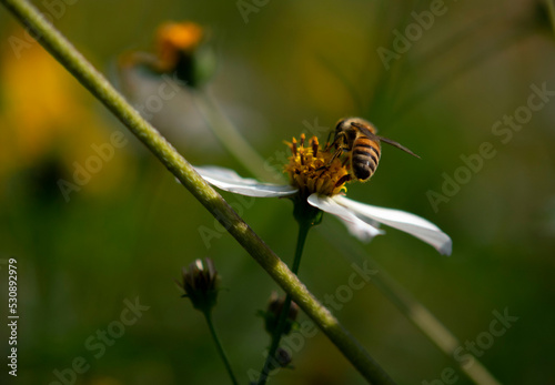 bee on yellow flower © diego