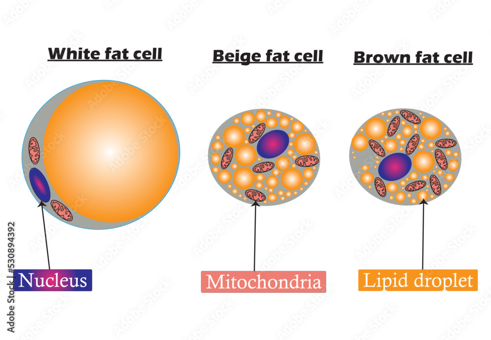Adipocyte. Types of lipocytes white, brown and beige fat cell