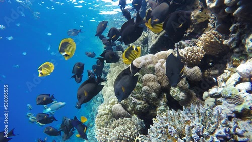 Coral reef and beautiful fish.  Underwater life in the ocean.  Reef and beautiful fish