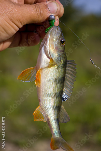 Fototapeta Naklejka Na Ścianę i Meble -  A perch fish with a silicone bait in its mouth.
