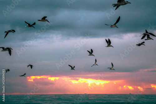 Flock of birds flying over the ocean during sunrise