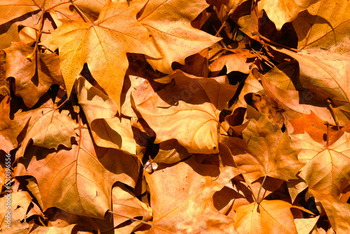 Autumn mapple leaves on the ground  background  golden foliage on the ground in the fall  dry warm yellow leafage  outdoor  indian summer.