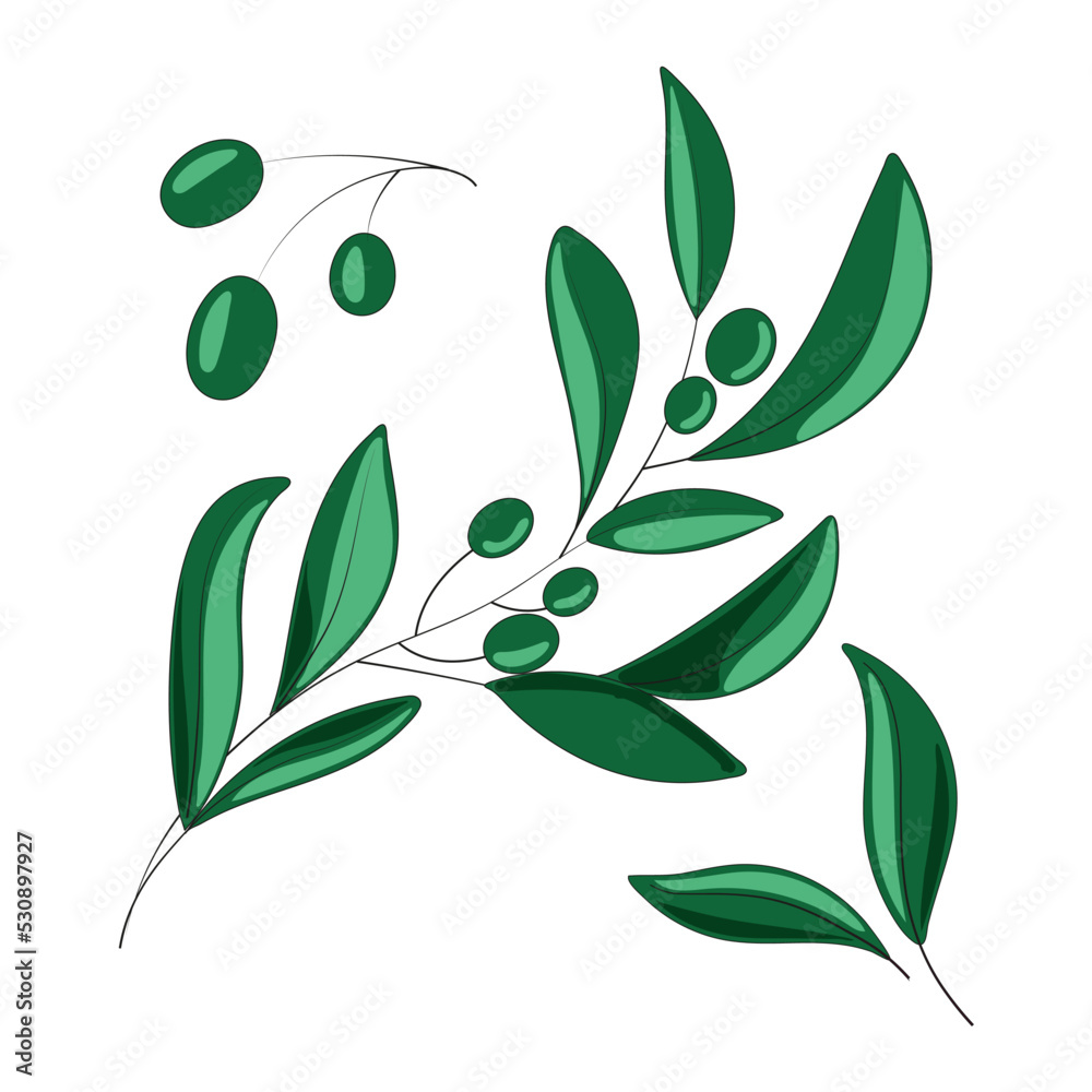 Olive branch collection. Hand-drawn illustration on white background. Each element is isolated. For design of wallpaper, prints, prints on canvas and interior items. Olive branch collection. Hand-drawn illustration on white background. Each element is isolated. For design of wallpaper, prints, prints on canvas and interior items.