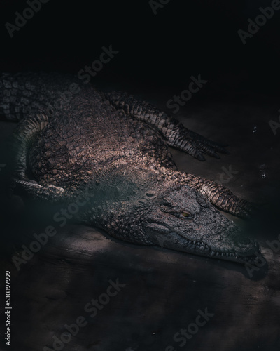 crocodile in water Fototapet