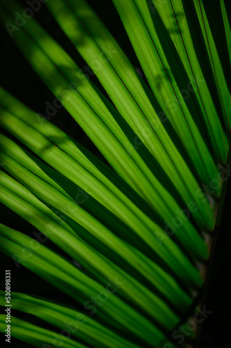 Green Leaf © Yanick