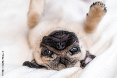 Portrait cute funny pug dog looking at camera lying on back on bed at home, domestic pets