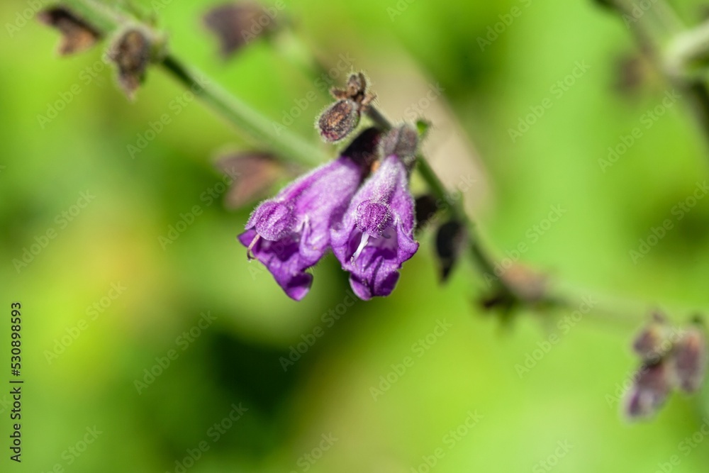 Flower of the sage species Salvia hians Flower of the sage species Salvia hians