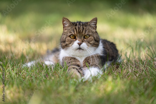 tabby white cat resting in grass lying on front looking at camera outdoors