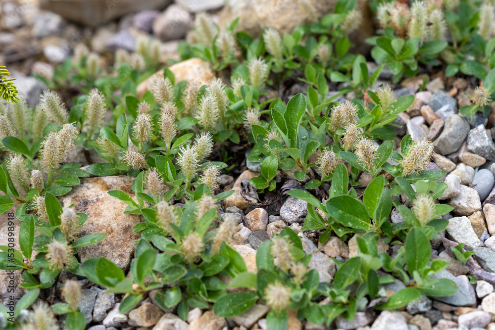 Close up of arctic willow plant, growing in Jasper National Park - Alberta Canada. Selective focus Close up of arctic willow plant, growing in Jasper National Park - Alberta Canada. Selective focus