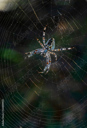 Beautiful garden spider weaving web near Yambol, Bulgaria