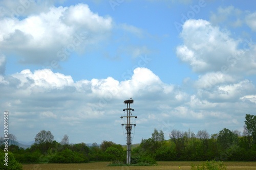 a stork's nest on an electric pole
