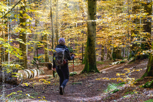 Young woman hiker on a trail during fall foliage season with yellow and orange leaves in a forest in autumn. Parco Nazionale delle Foreste Casentinesi, Tuscany, Italy