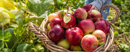 Apple harvest in the garden. Selective focus.