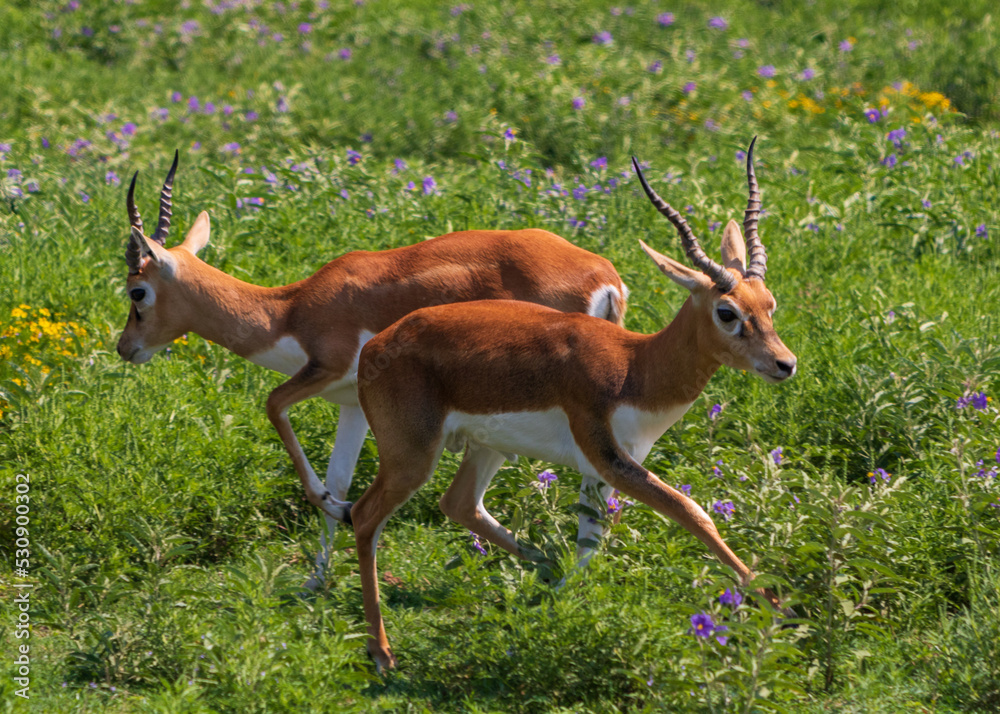 Fototapeta premium Antelope and Deers in wild forest