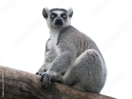 Lemur isolated on white background