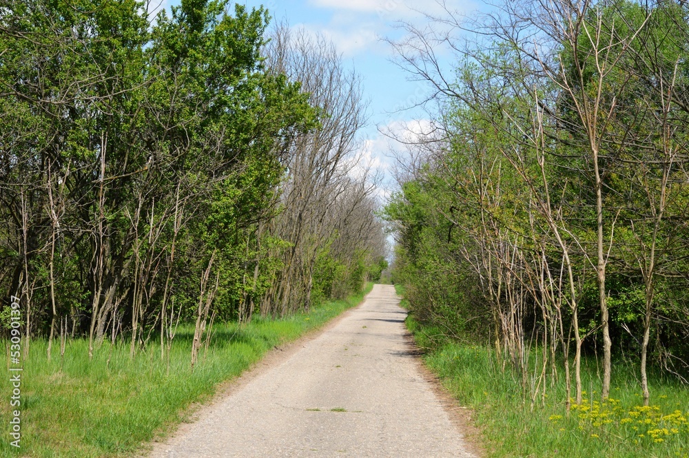 country road surrounded by trees