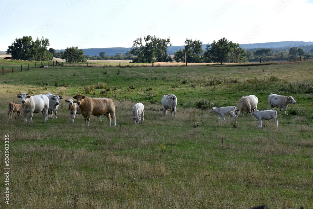 Kühe auf einer Weide in der Uckermark