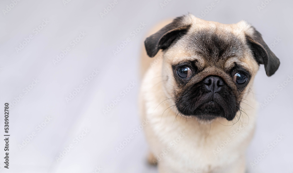 Portrait cute funny pug dog looking at camera on grey background at home, copyspace