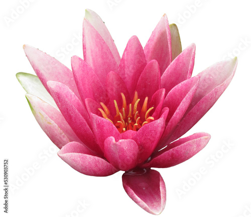 Pink waterlily blossom isolated on transparent background, close-up. Lotus bloom. High resolution image. Beautiful water blossom. Copy space. Isolated object.