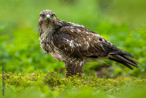 Common Buzzard in the forest after the rain