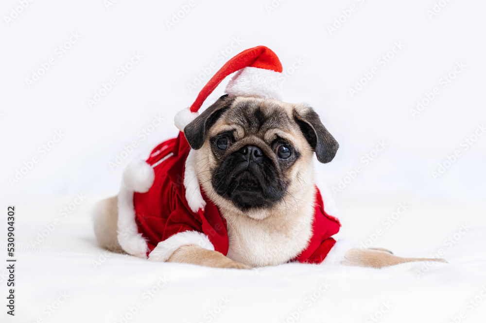 Christmas and New Year card Pug dog dressed up as Santa Claus with funny full body suit costume with red hat on white background