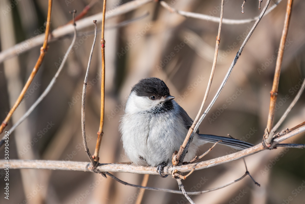 Cute bird the willow tit, song bird sitting on a branch without leaves in the winter. Cute bird the willow tit, song bird sitting on a branch without leaves in the winter.