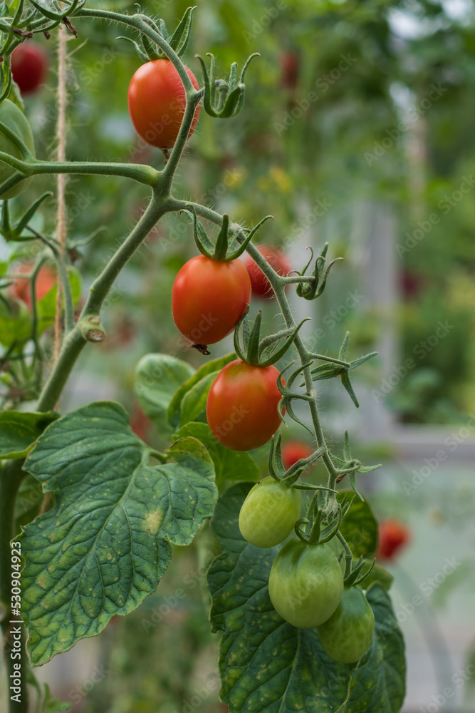 Red ripe tomatoes grown in a greenhouse. Gardening tomato