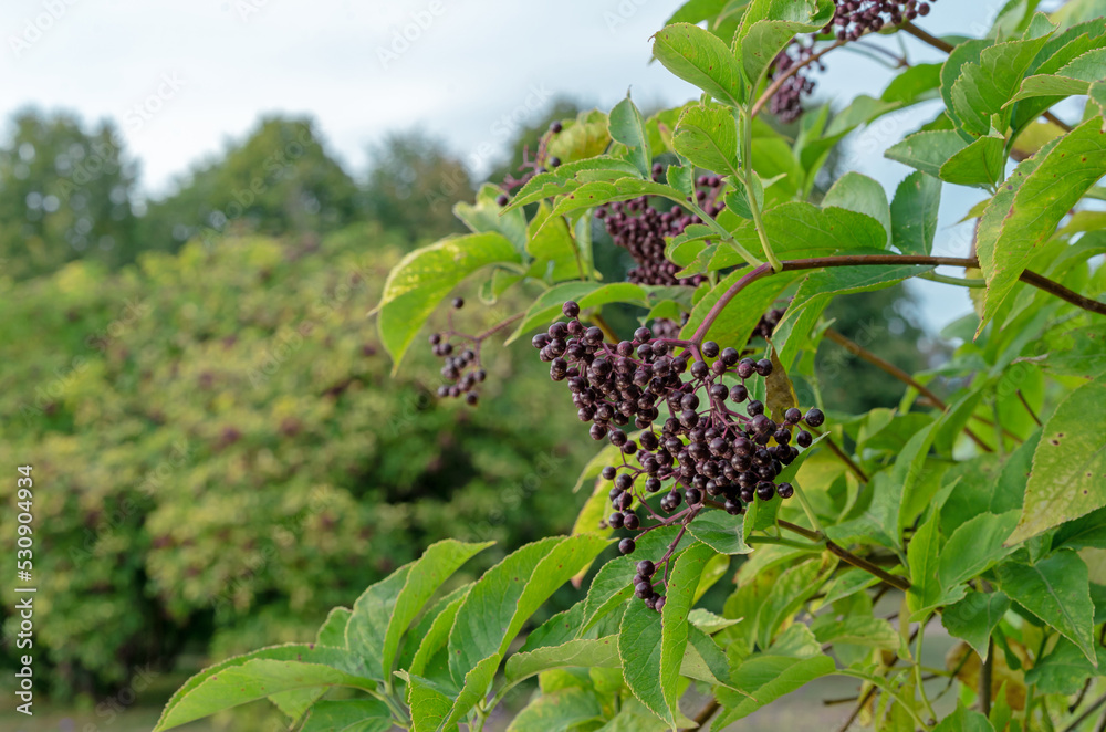 Ripe berries of black elderberry (Sambucus nigra) in autumn garden.