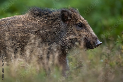 Wild boar piglet closeup in the field © Erik Mandre