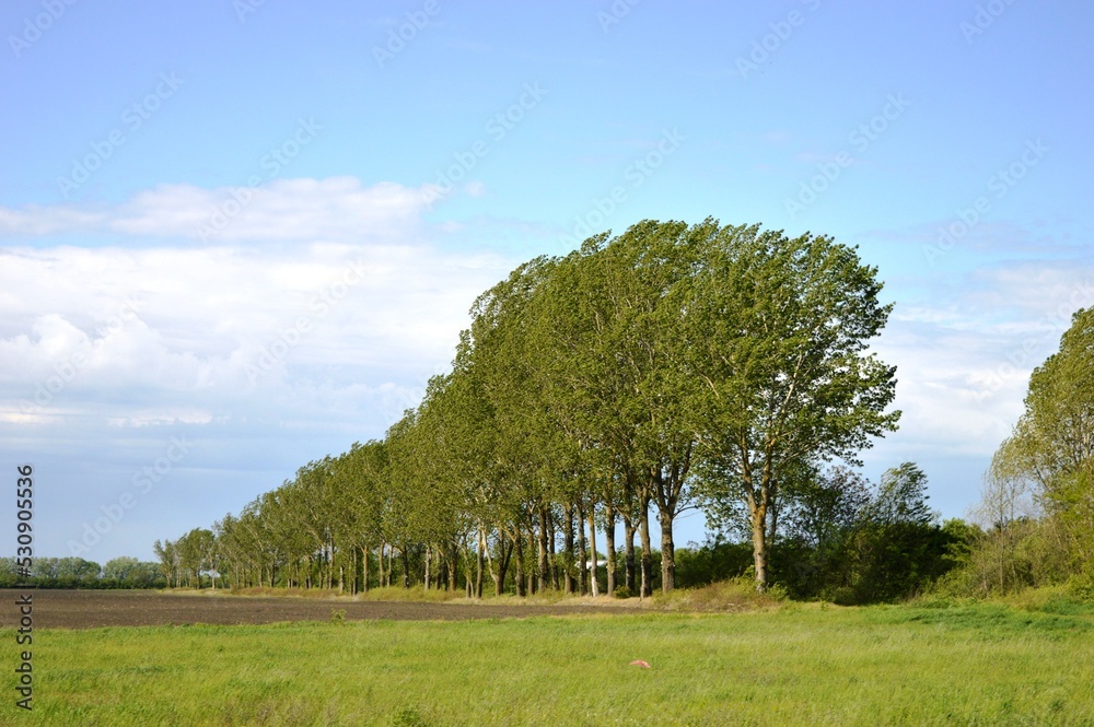 Obraz premium beautiful tree line in the plain