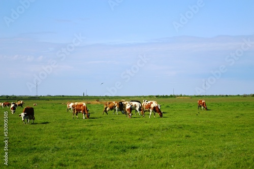 a herd of colorful cows graze on a meadow