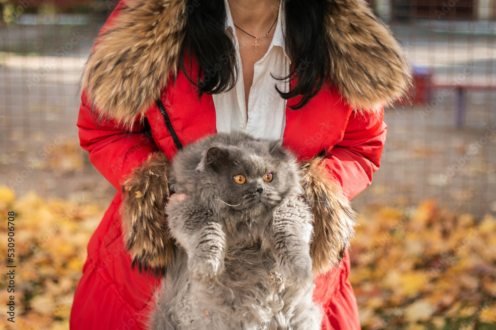 The girl holds a British cat in her arms on an autumn background. Walk with a cat. Love to the animals. Autumn mood. Blurred background. The girl holds a British cat in her arms on an autumn background. Walk with a cat. Love to the animals. Autumn mood. Blurred background.