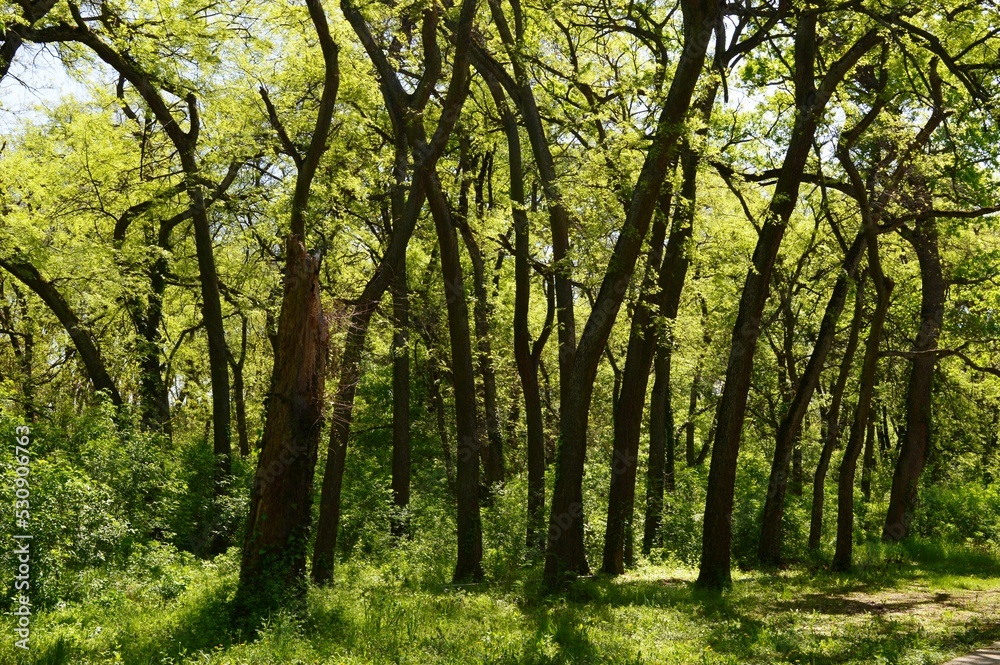 green forest with crooked trees green forest with crooked trees
