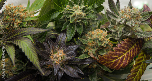 Different types of cannabis flowers together