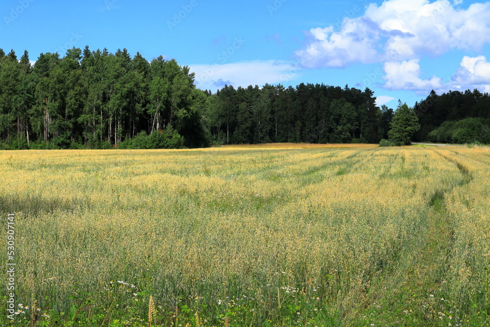Summer meadows. Large field with grain or crops. Near Skara, Sweden, 2022. Summer meadows. Large field with grain or crops. Near Skara, Sweden, 2022.