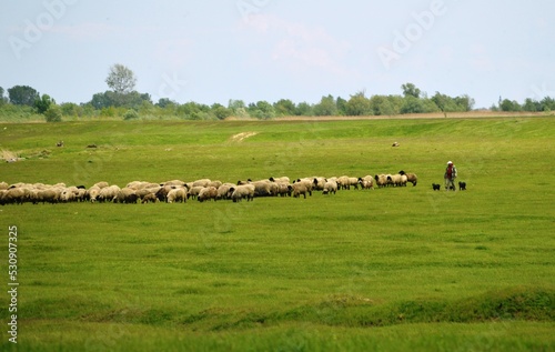 a shepherd with dogs looks after the sheep