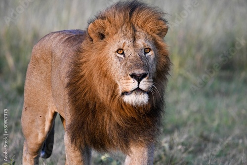 Lion on the plains of Serengeti savannah Fototapet